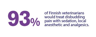 93% of Finnish veterinarians would treat disbudding pain with sedation, local anesthetic and analgesics