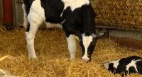 Best practices for calf dehorning