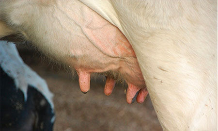 The impact of pain due to mastitis