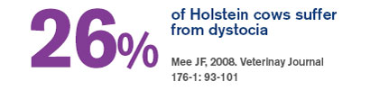 26% of Holstein cows suffer from dystocia