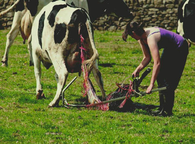 Cows in labour deserve care and attention | Farm Animal Well Being
