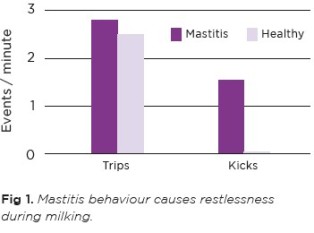 Mastitis behaviour causes restlessness during milking