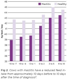 Cows with mastitis have a reduced feed intake
