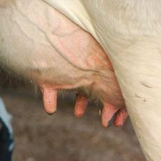 The impact of pain due to mastitis