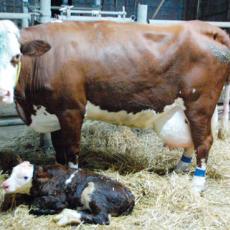 Overcoming the economic impact of dystocia in cattle